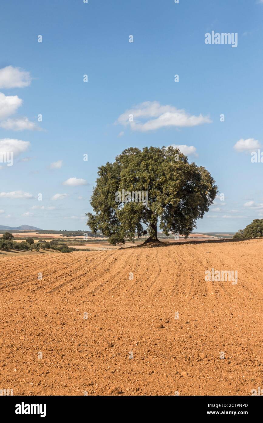 A single holly oak, Quercus ilex, evergreen oak, or holm oak in a farm field, Andalusia, Spain. Stock Photo