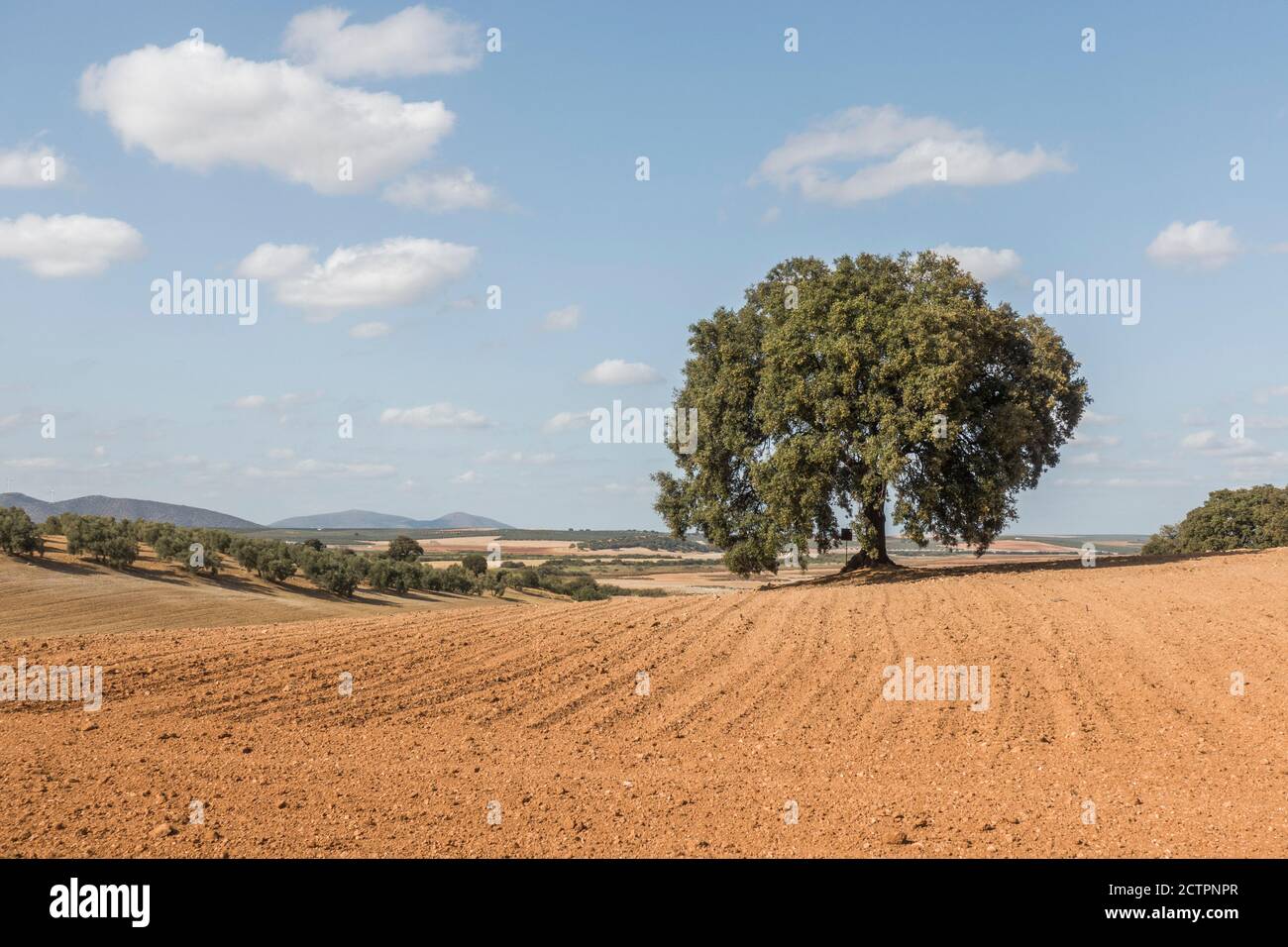 A single holly oak, Quercus ilex, evergreen oak, or holm oak in a farm field, Andalusia, Spain. Stock Photo