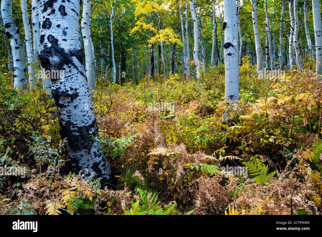 Subtle Autumn colors with Quaking Aspen and Western Bracken Fern. Stock Photo