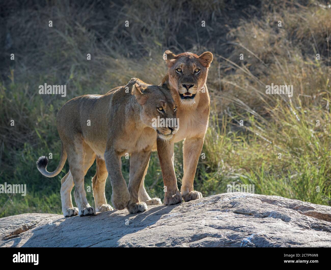 Two Lionesses standing on a rock in soft light making eye contact with viewer Stock Photo
