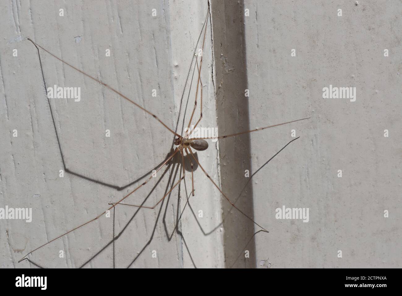 FAMILY PHOLCIDAE - Daddy long-leg Spiders