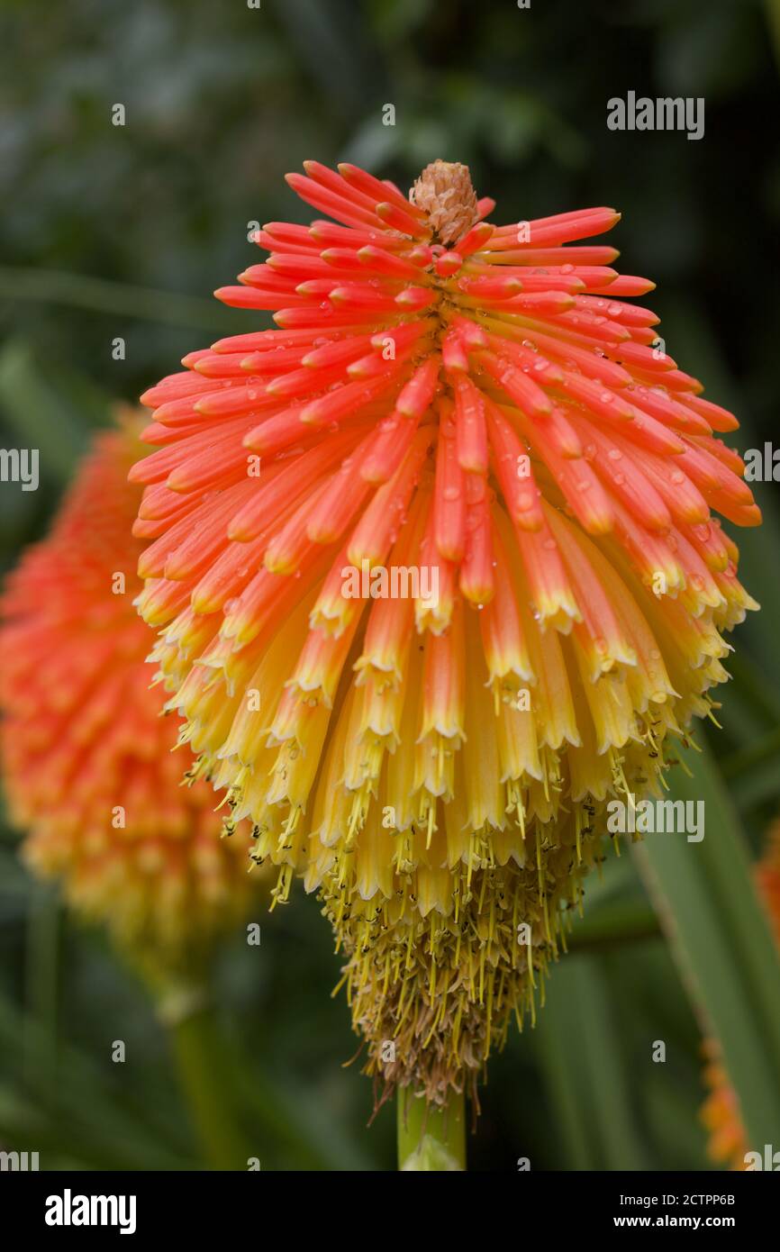 Close up of red hot poker or kniphofia showing vivid orange and yellow colours Stock Photo