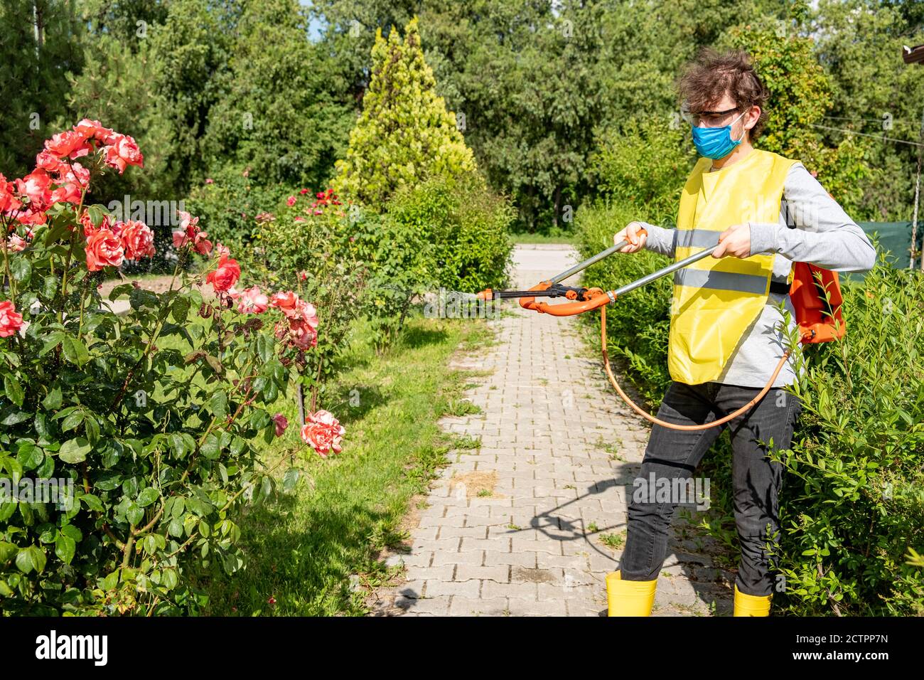 Protecting flower plants from fungal disease, gardening concept Stock