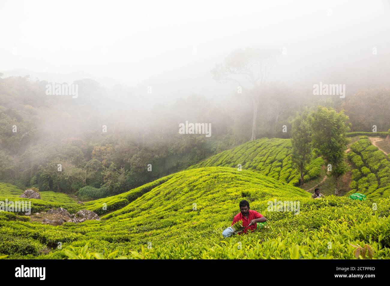 India, Kerala, Munnar, Tea picker at top station Stock Photo