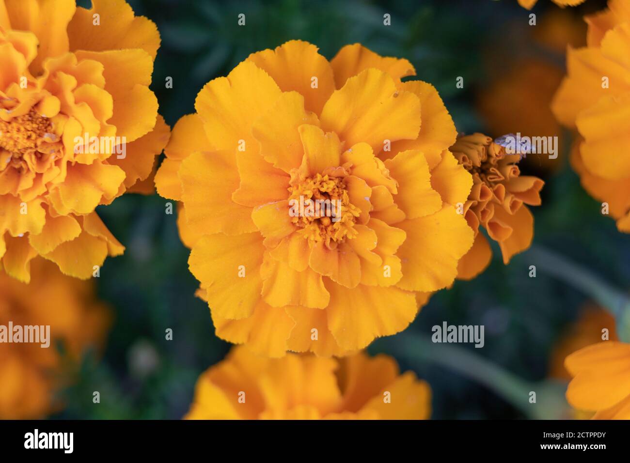 Tagetes Patula, Dwarf Anenome French Marigold, a golden orange coloured French Marigold flower from the family Asteraceae Stock Photo