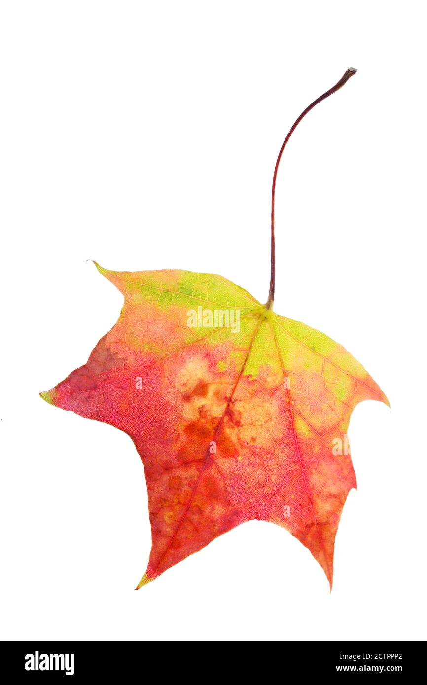autumn maple leaf isolated on white background Stock Photo - Alamy
