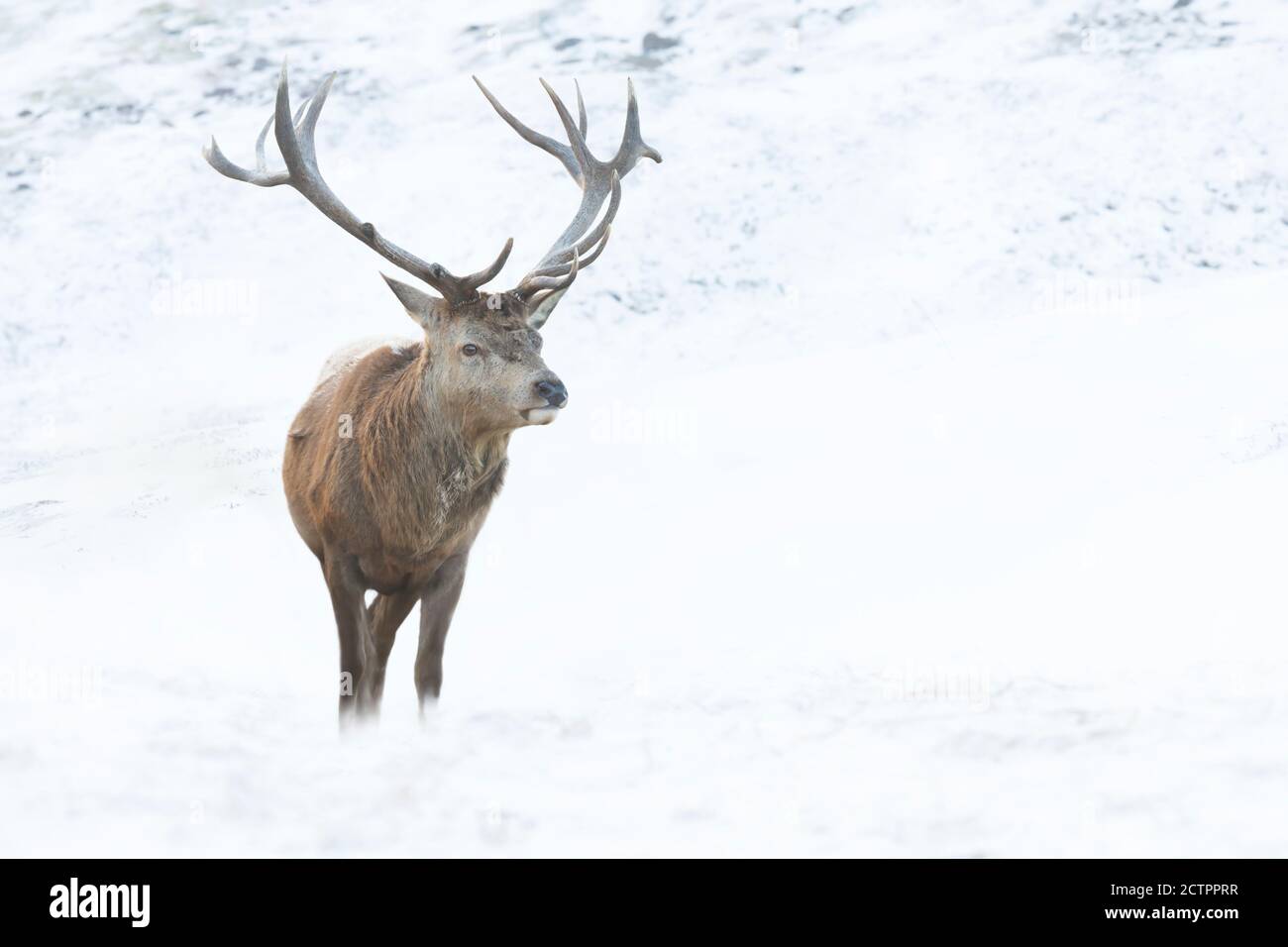 Close up of a Red deer stag in winter, UK. Stock Photo