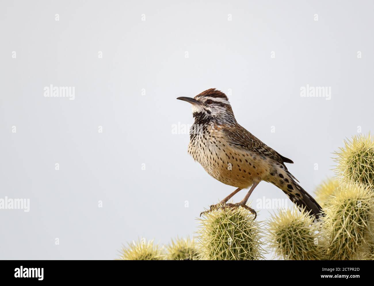 Cactus Wren perched on cactus with pale clear sky Stock Photo
