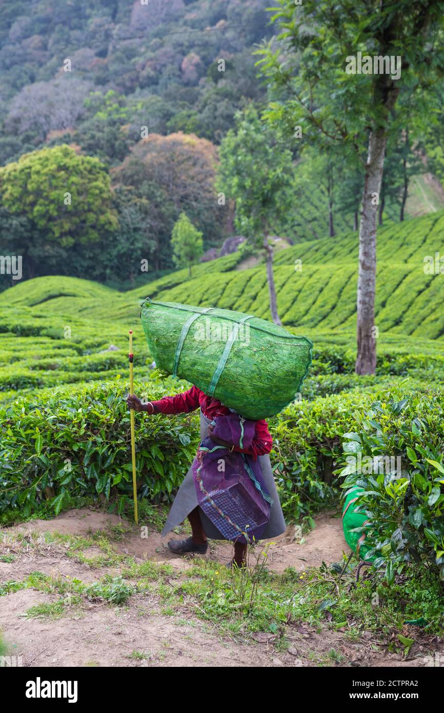 India, Kerala, Munnar, Tea picker at top station Stock Photo