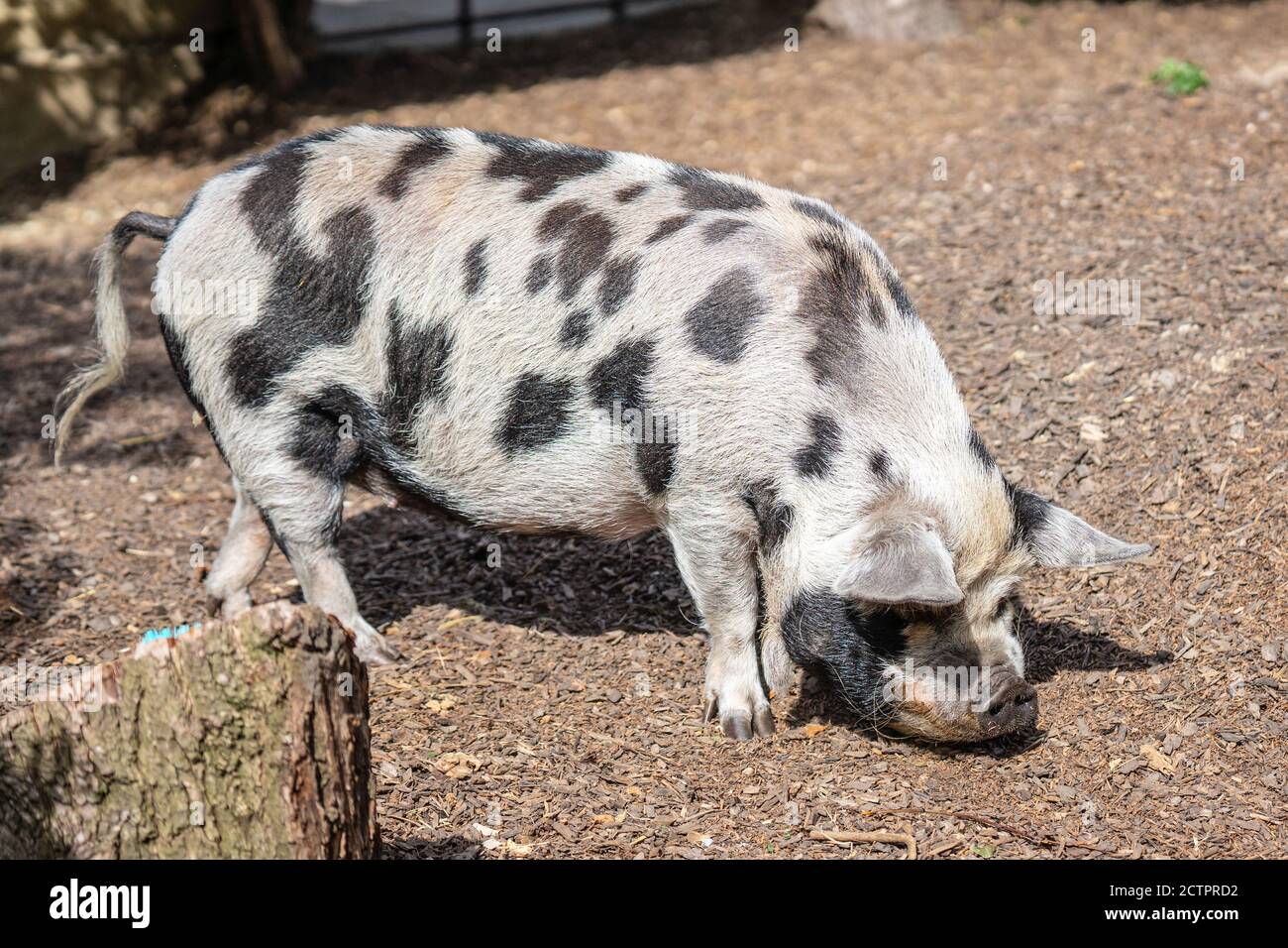 Kunekune is a small breed of domestic pig from New Zealand Stock Photo