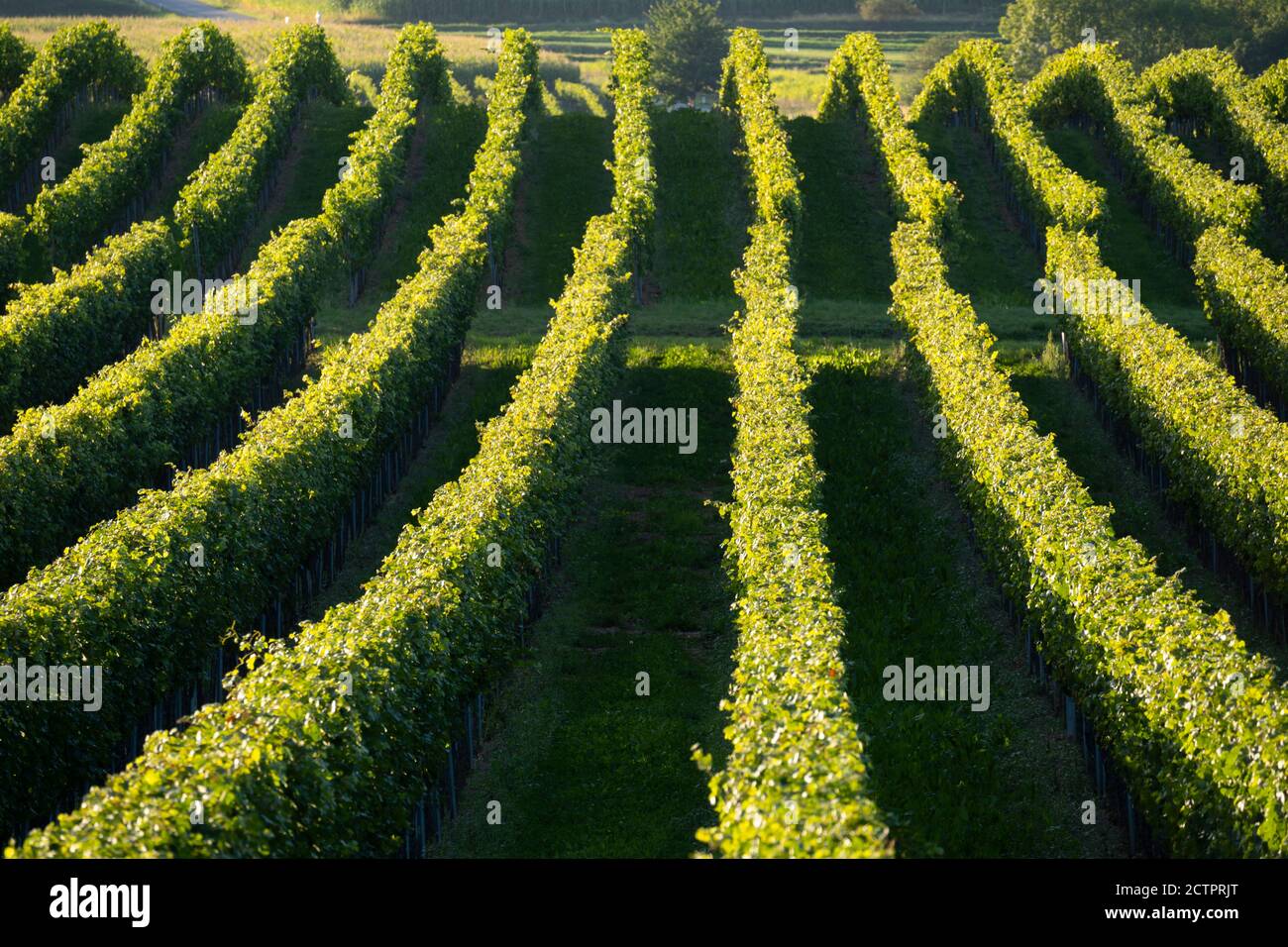 Abstract view on rows of grape vines in the Waldviertel area of Lower Austria near Langenlois, a wine making town popular with tourists Stock Photo