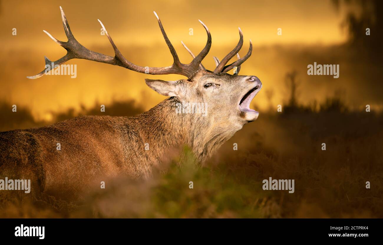 Close up of a Red Deer calling during rutting season in autumn, UK. Stock Photo