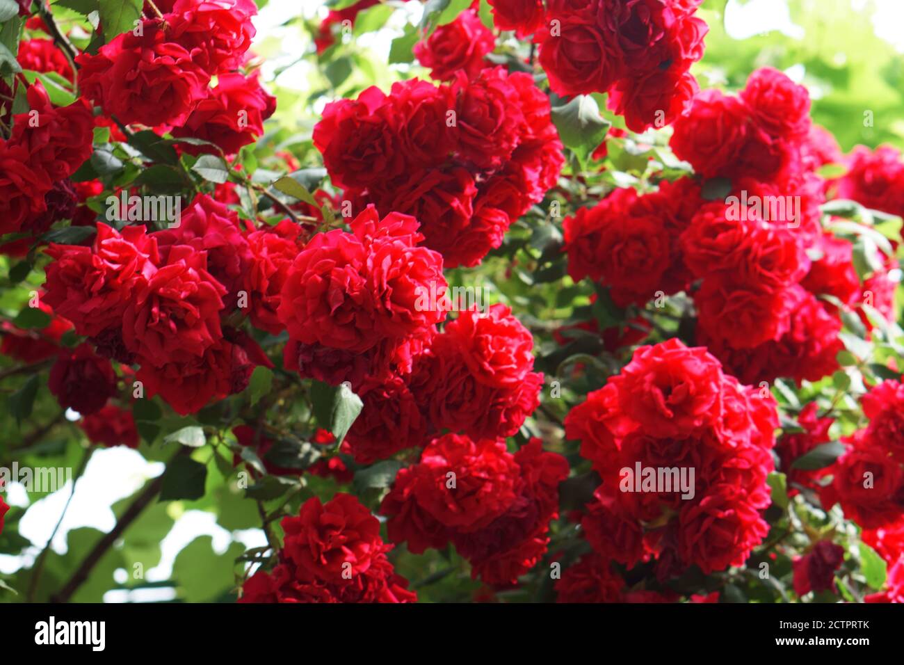 many blossomed buds of shrub roses, with red petals Stock Photo Alamy
