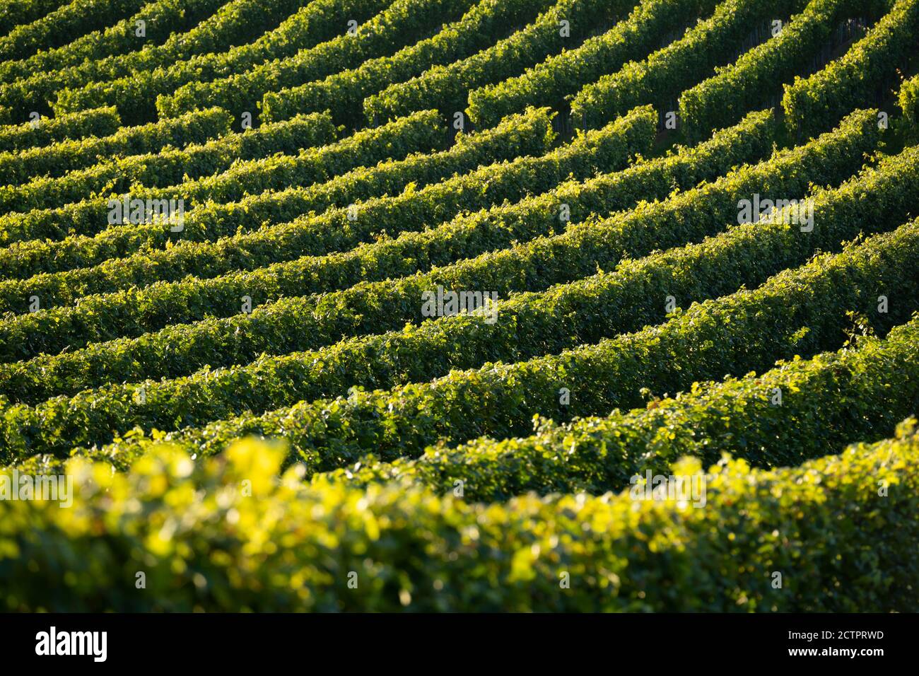 Abstract view on rows of grape vines in the Waldviertel area of Lower Austria near Langenlois, a wine making town popular with tourists Stock Photo