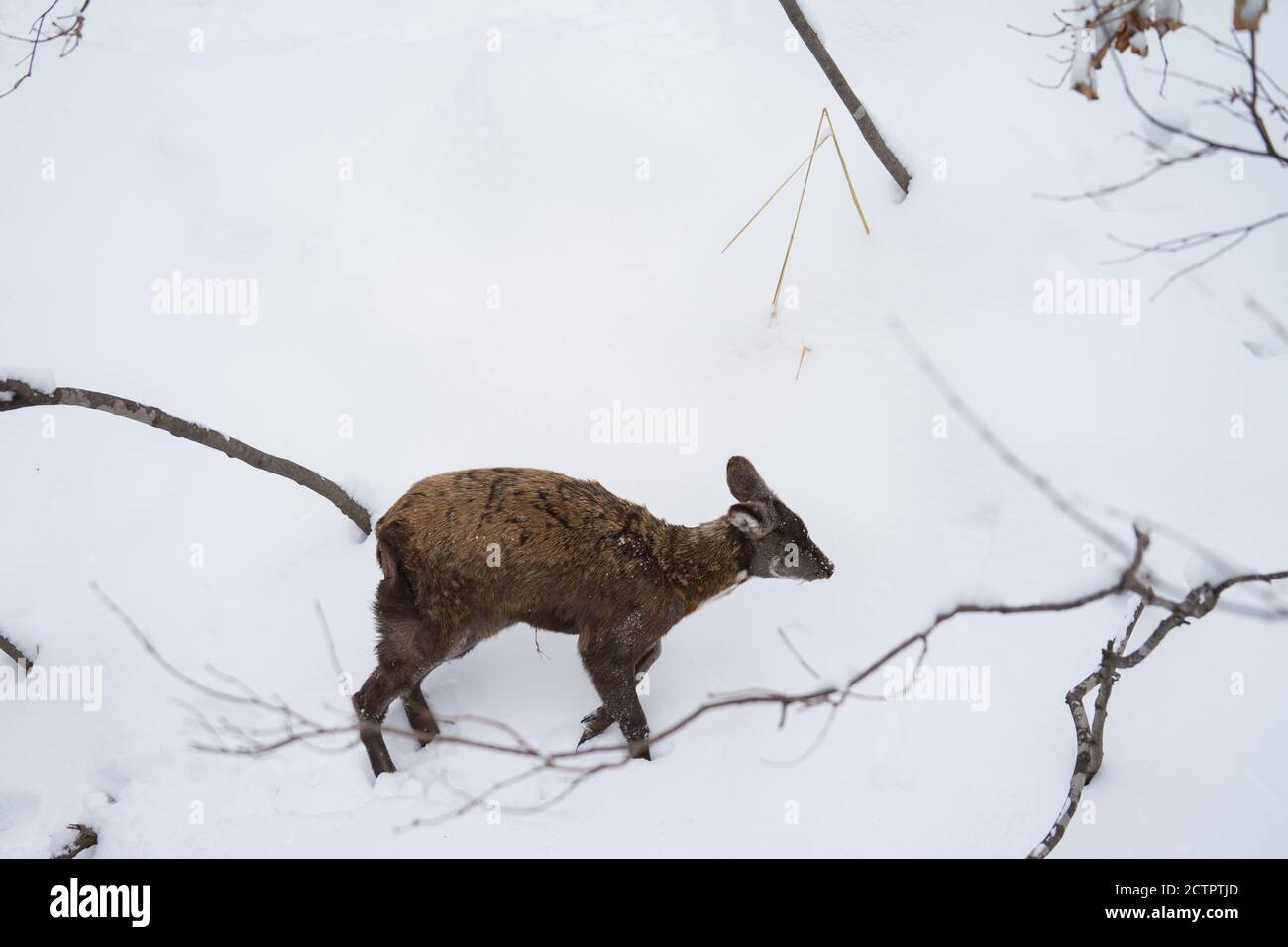A male musk deer walks in the snow in winter. The fang is visible. Side or elevation view. Stock Photo