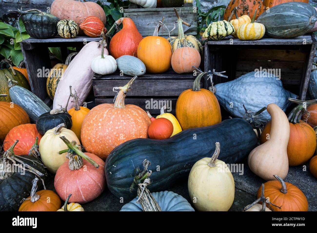 Colourful display of gourds and squashes, England. Stock Photo