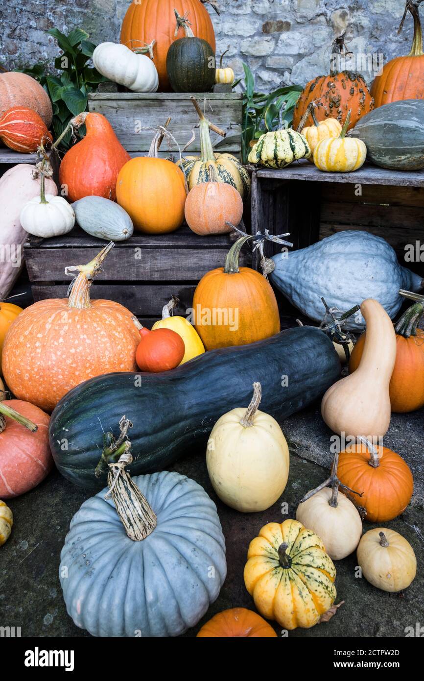Colourful display of gourds and squashes, England. Stock Photo