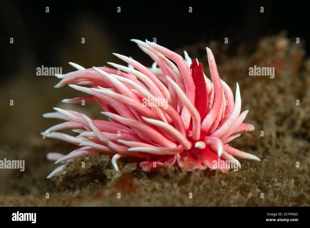Okenia rosacea, Hopkin's Rose nudibranch Stock Photo