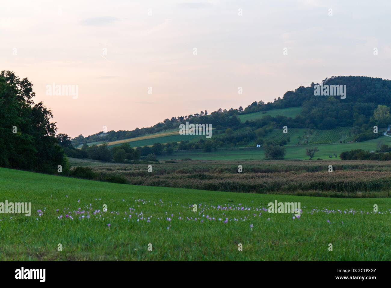 Vast green meadow trees hi-res stock photography and images - Alamy