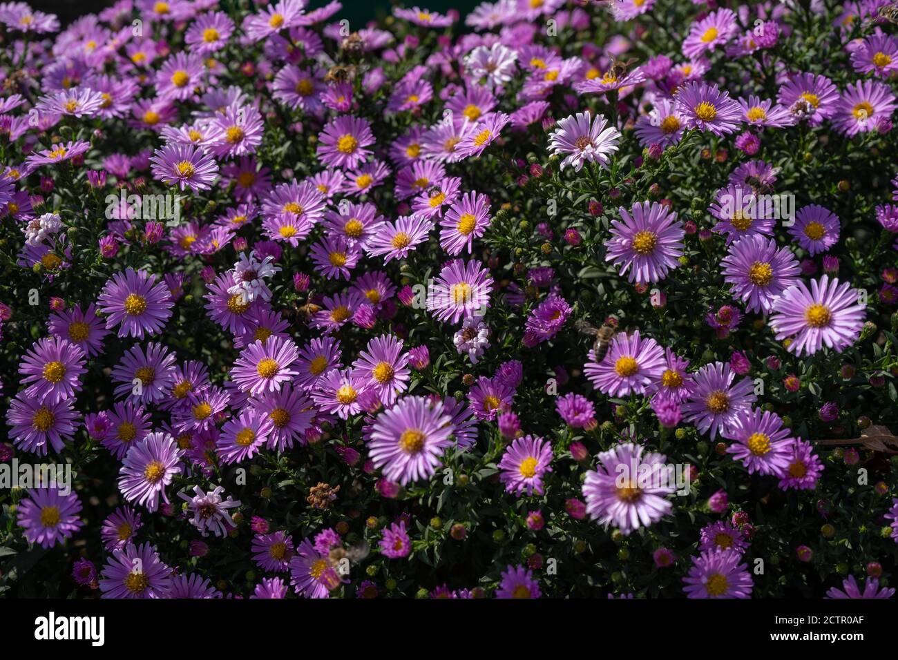 Purple new england asters. Wild deep purple flowers in the field Stock Photo