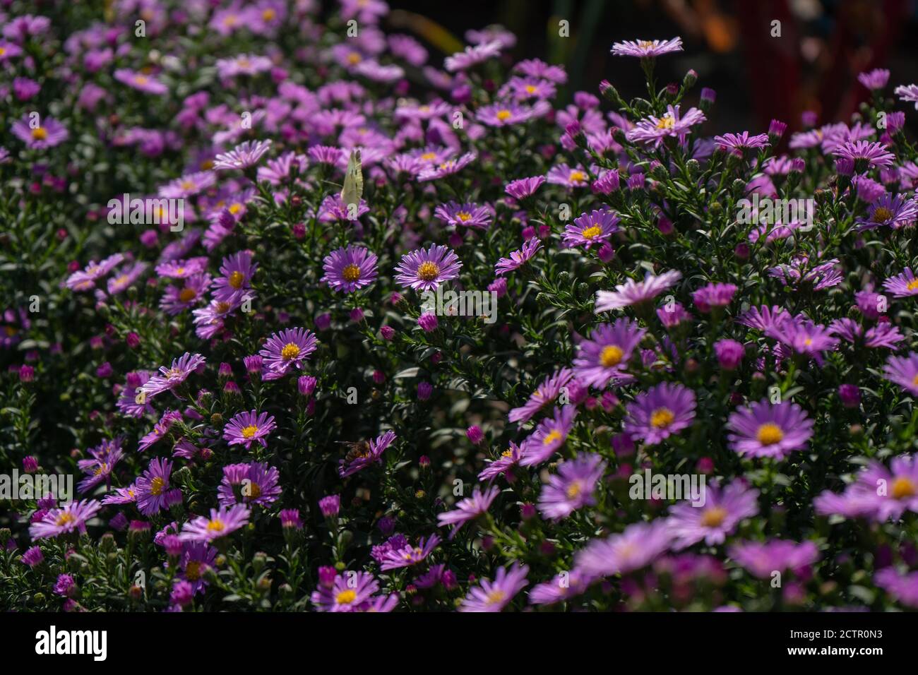 Purple new england asters. Wild deep purple flowers in the field Stock Photo