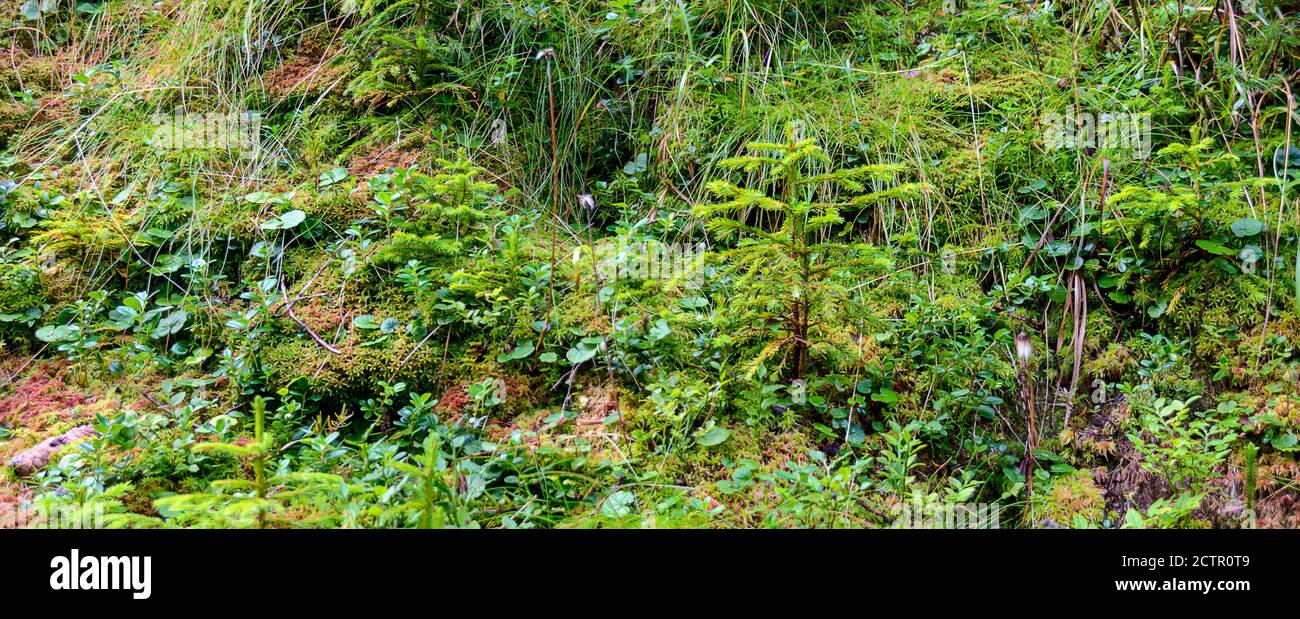 lush vegetation on a forest floor with small conifer trees in the Gailvalley of Eastern Tirol, Austria Stock Photo