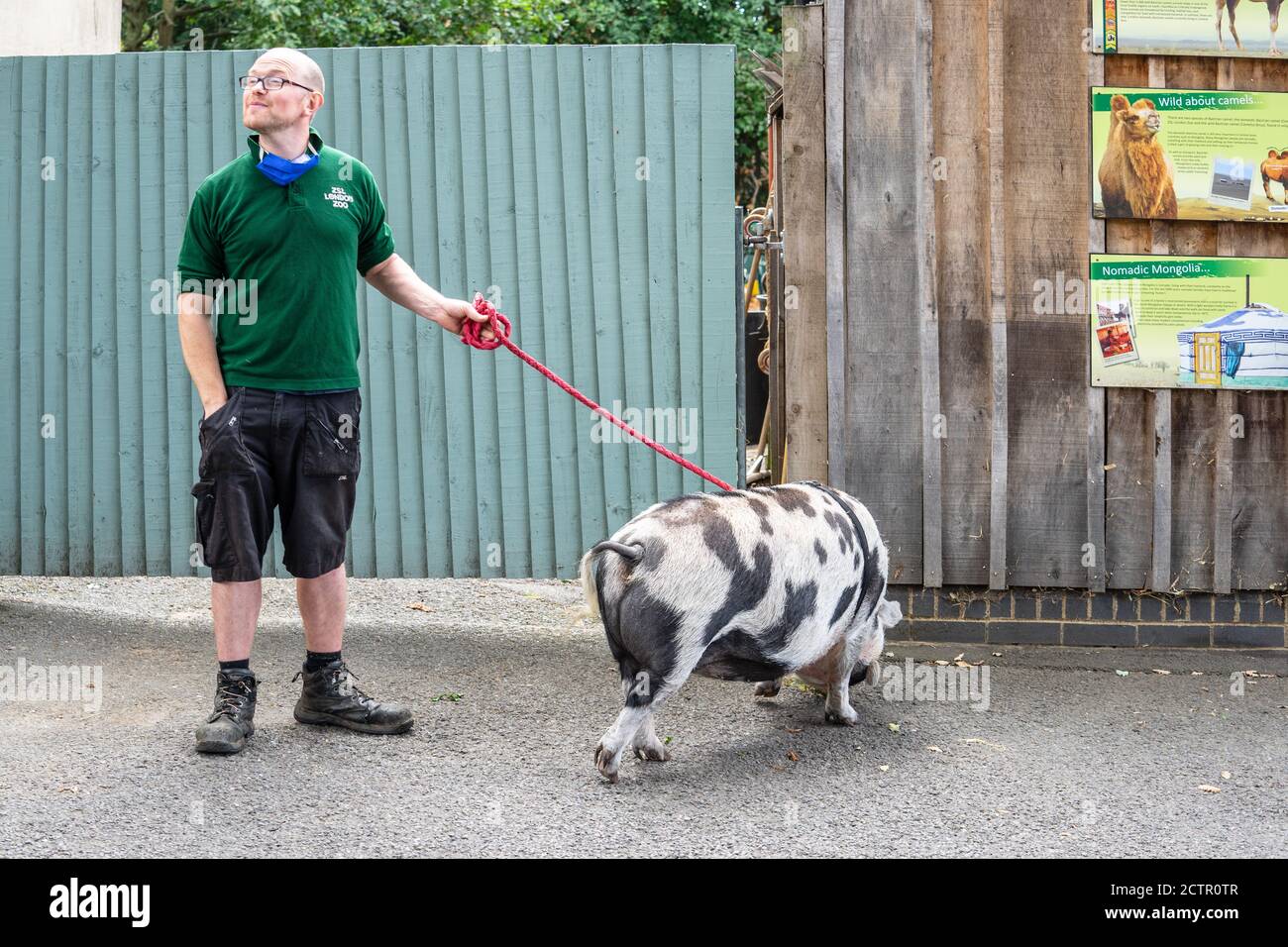Kunekune pigs new zealand hires stock photography and images Alamy
