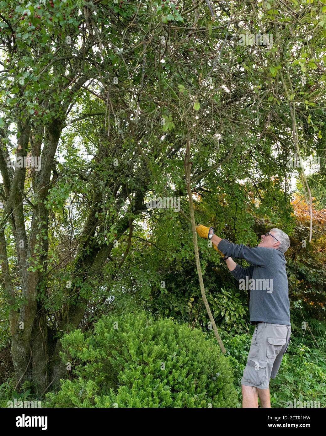 Pruning or renovating a rambling rose that is outgrowing a hawthorn tree by removing several of the oldest stems - see image 2C86P01 to see before Stock Photo