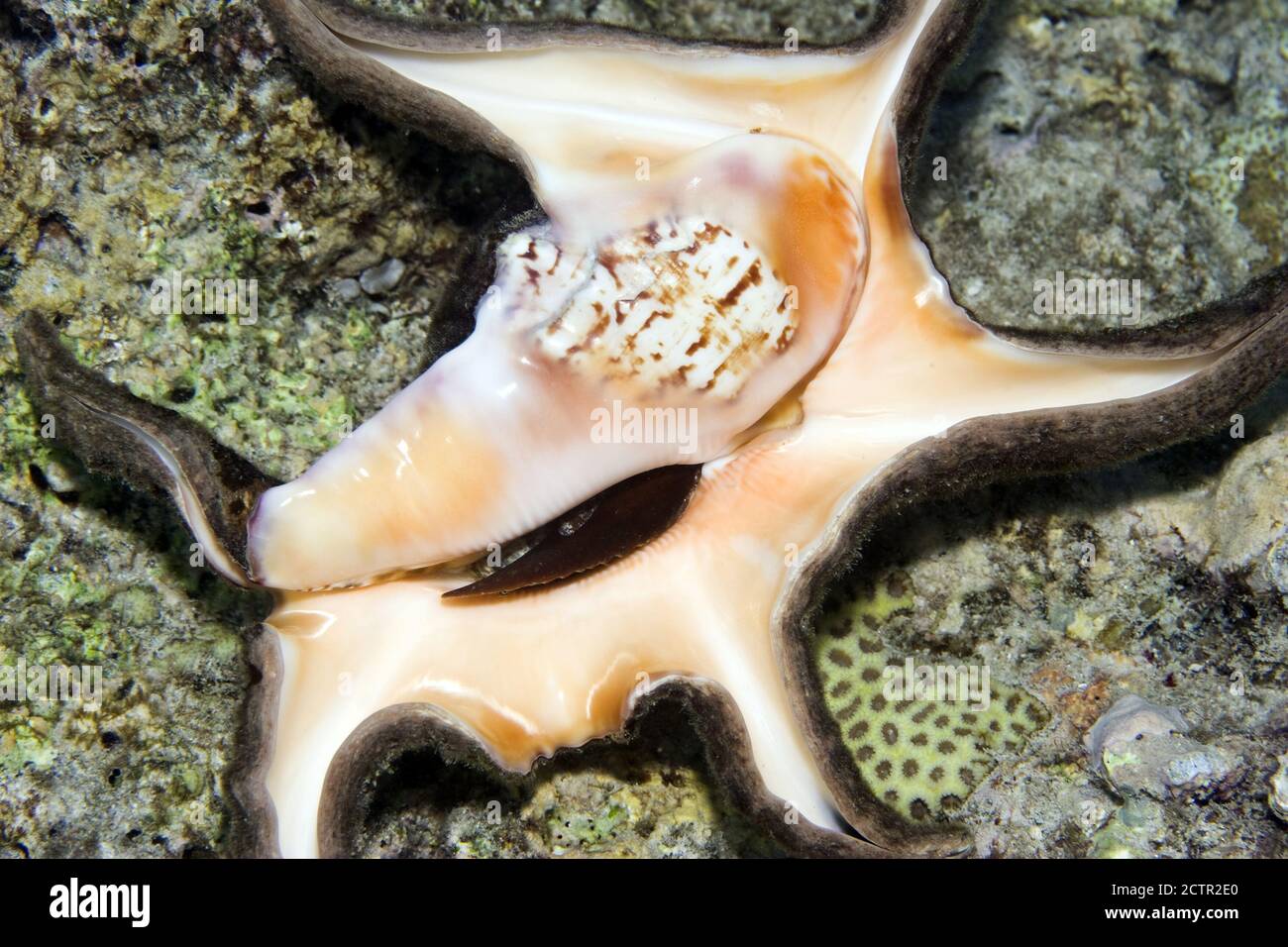 Common Spider Conch Shell: Lambis Lambis, are beautiful and found in the Indian Ocean and the South Pacific Ocean. The Conch lives inside the shell. Stock Photo