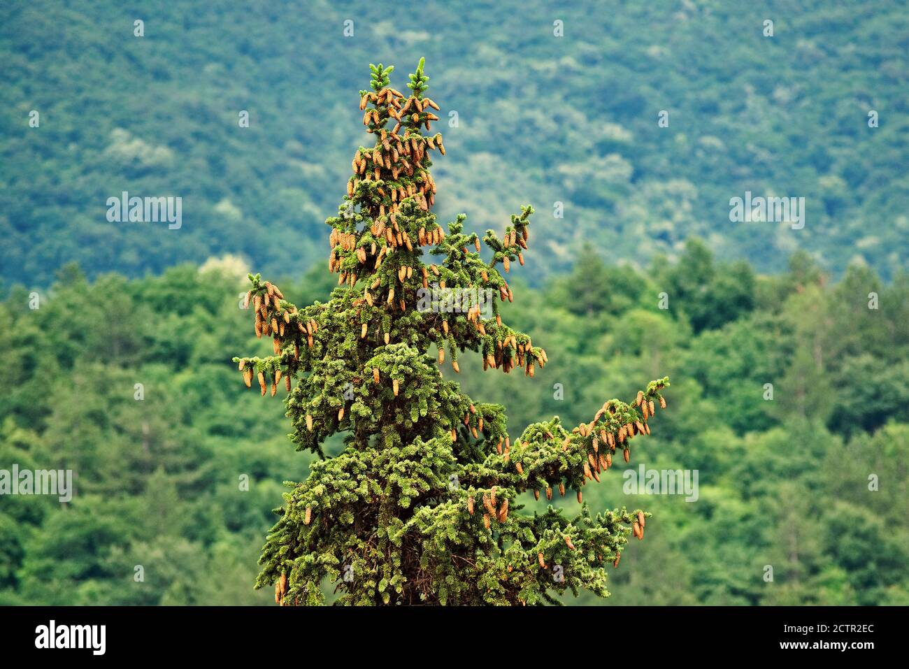 Pine tree with multiple cones Stock Photo Alamy