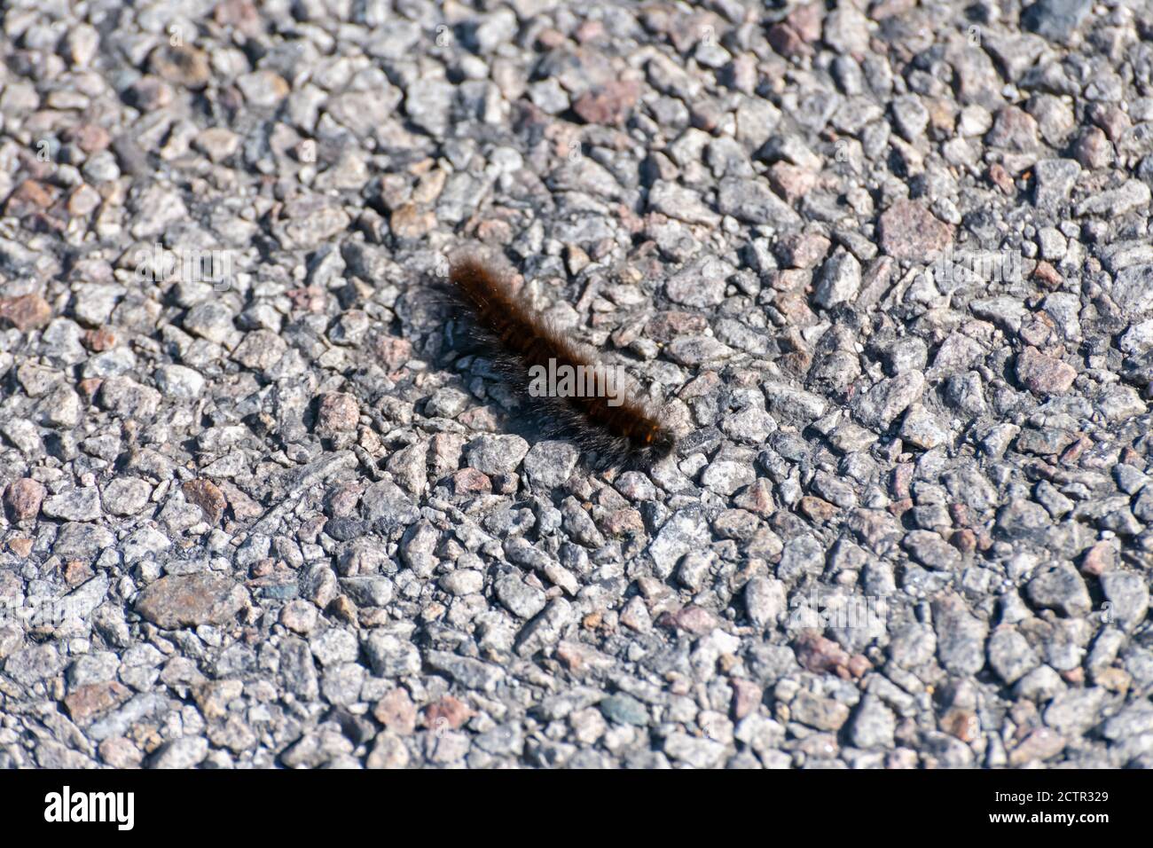 Large Furry Caterpillar on a footpath Stock Photo