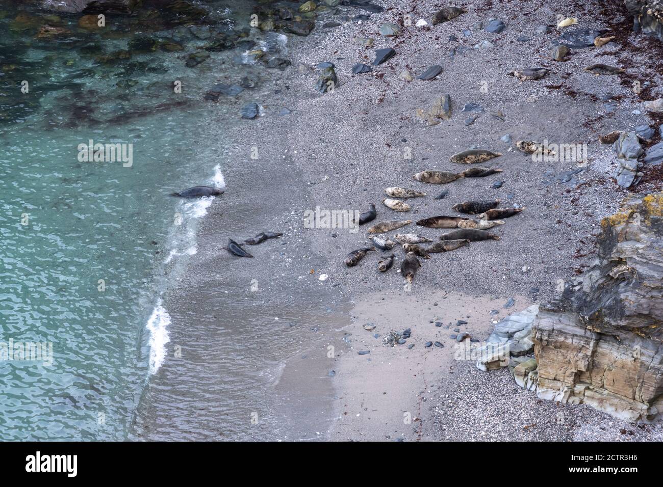 Seals on a beach in Cornwall Stock Photo Alamy