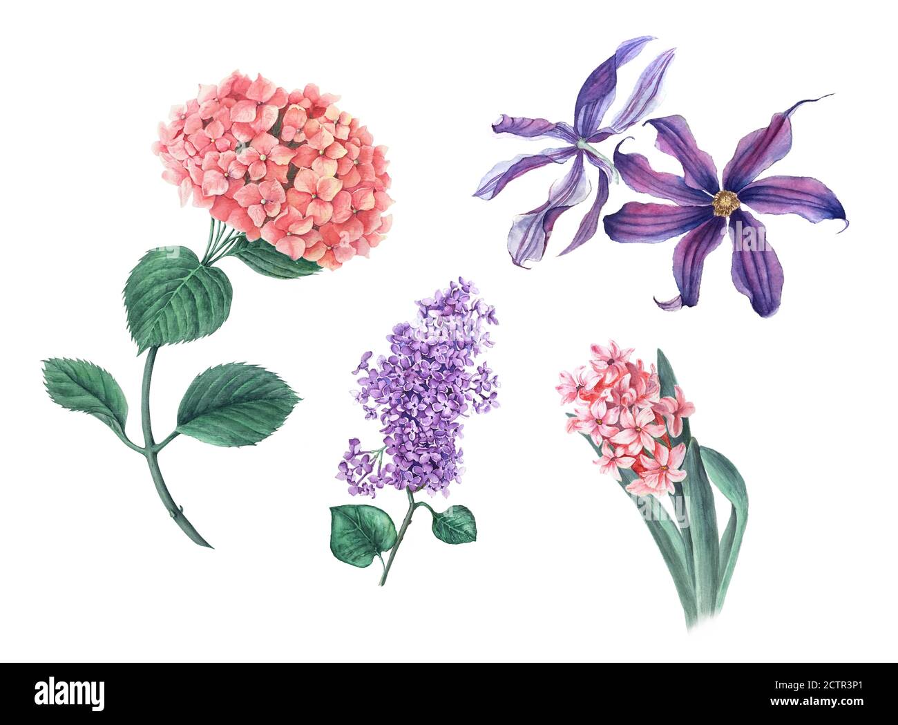 Vintage set of pink Hydrangea, lilac, clematis and hyacinth on a white background Stock Photo