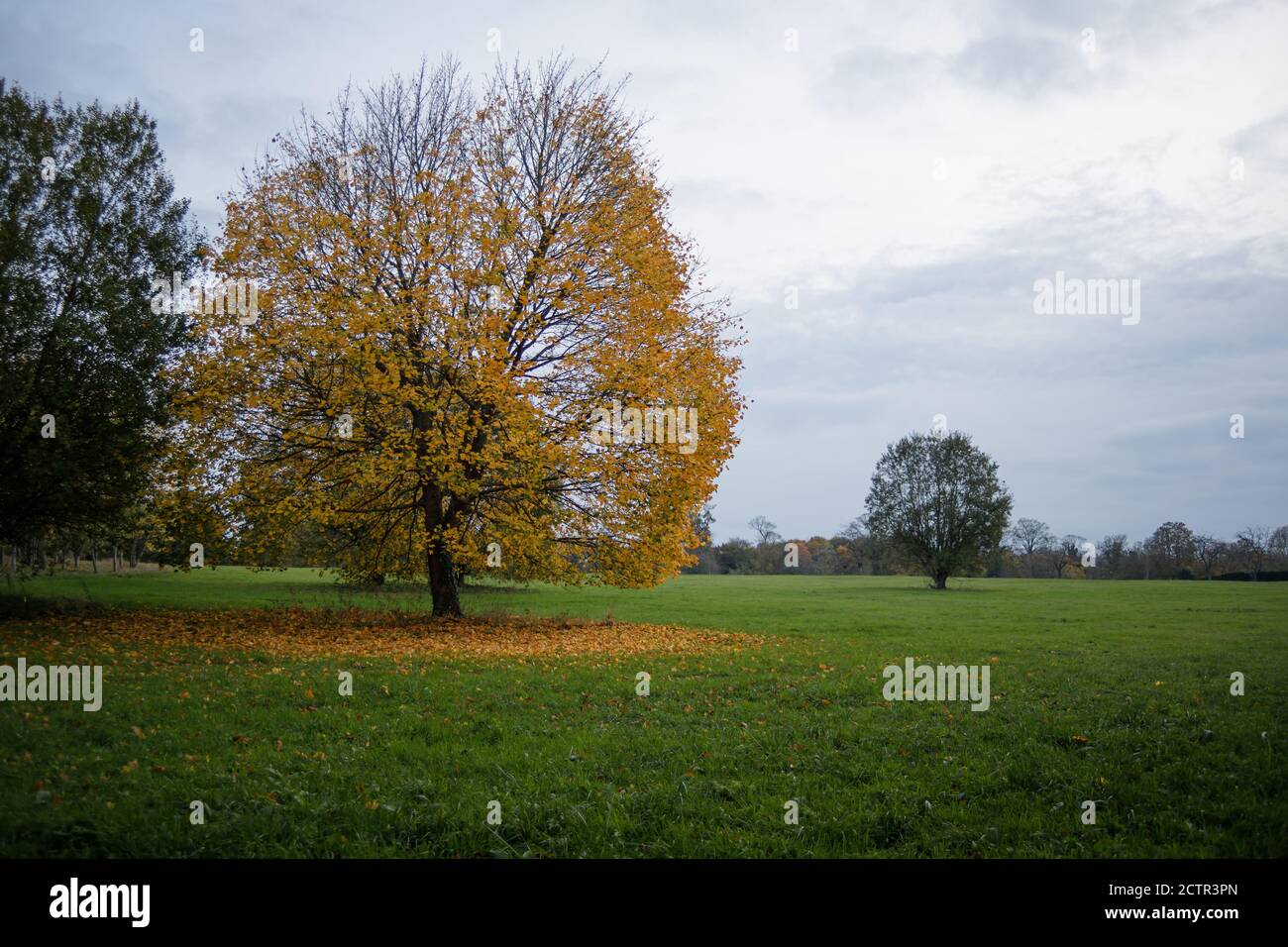 Yellow tree with falling leaves all over the green grass. Autumn landscape Stock Photo