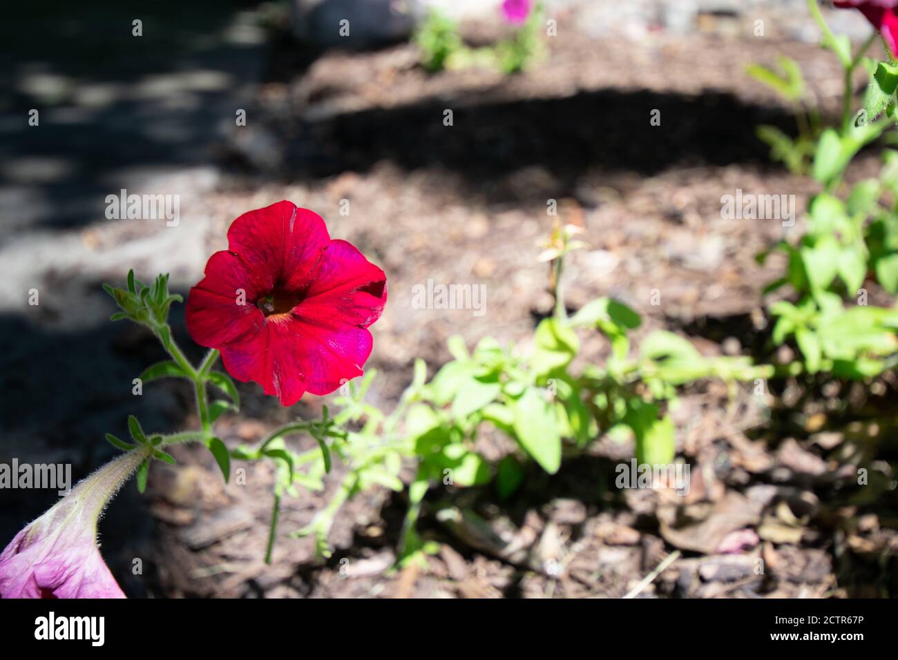 Flower bed with mulch hi-res stock photography and images - Alamy