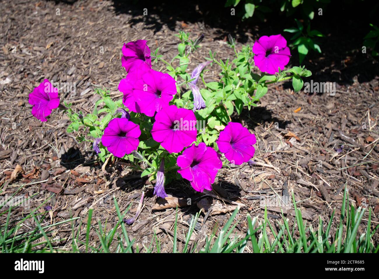 Flower bed with mulch hi-res stock photography and images - Alamy