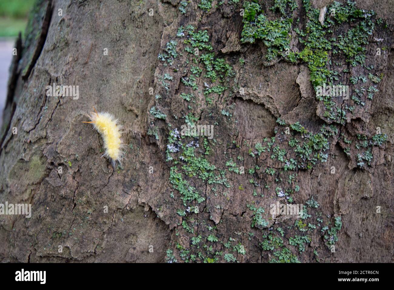 A Small Yellow and Fluffy Caterpillar on a Tree With Moss Stock Photo