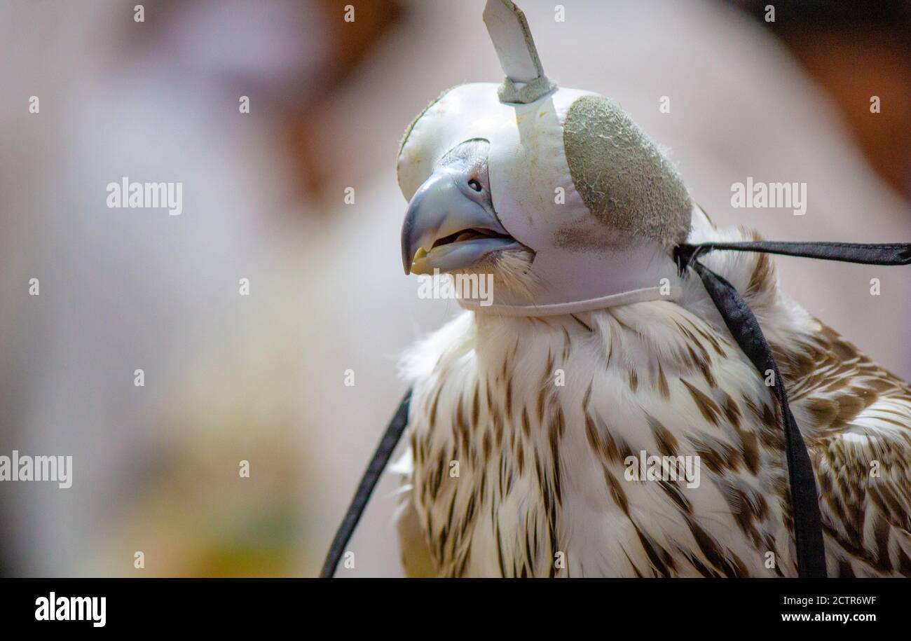 Background image of A falcon wearing its hood. falconry Stock Photo - Alamy