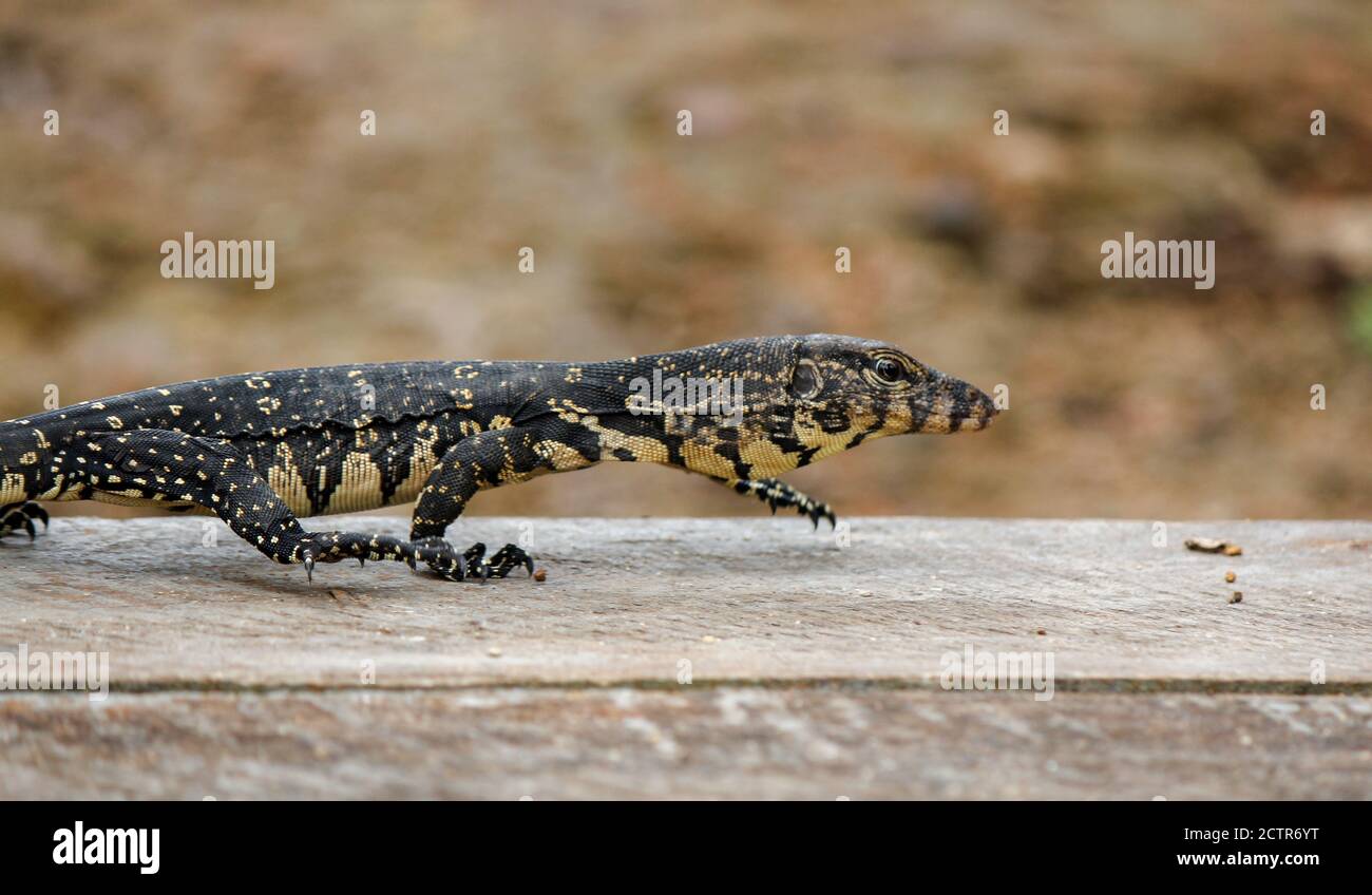 Baby Monitor Lizard High Resolution Stock Photography And Images Alamy