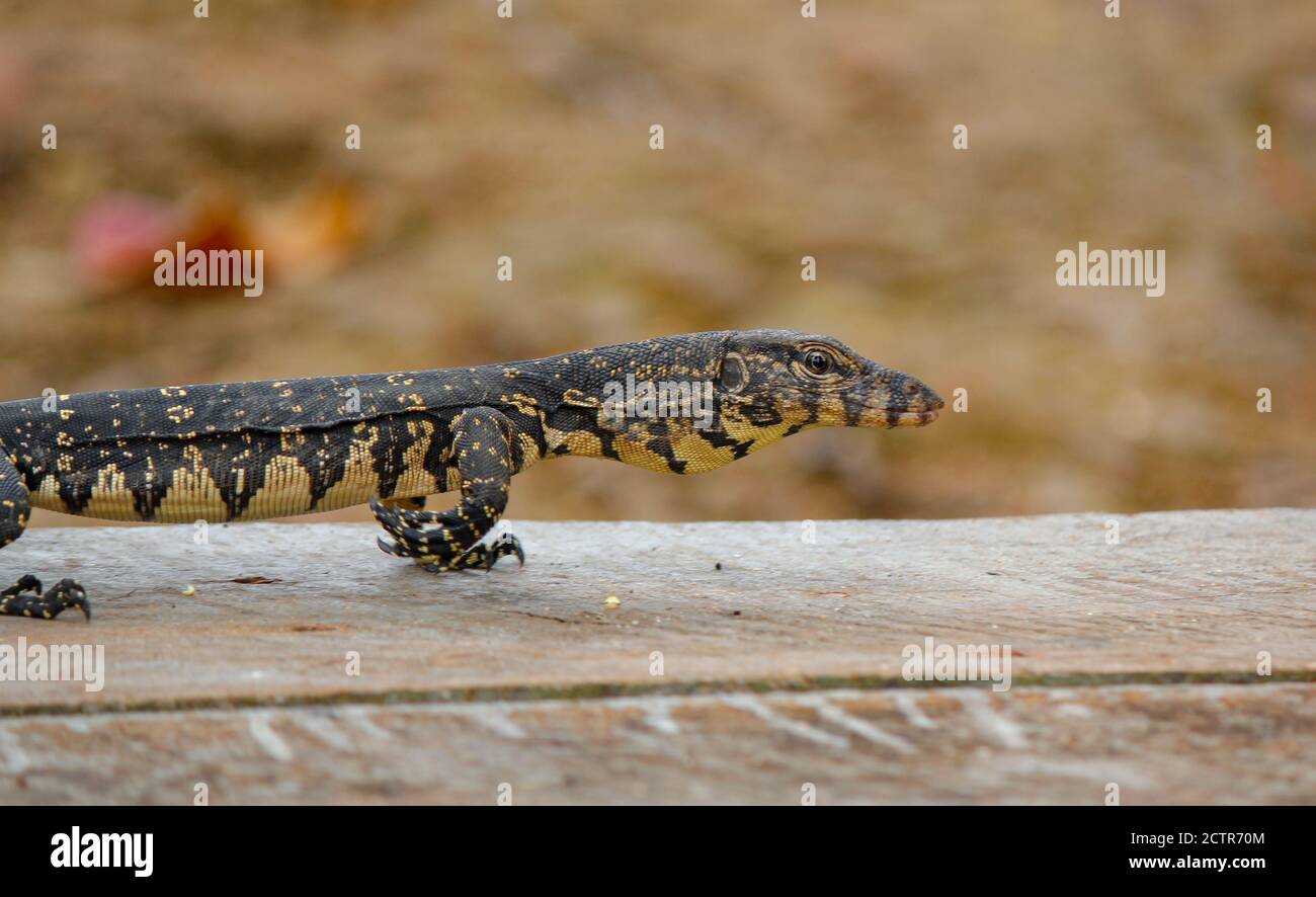 Baby Monitor Lizard High Resolution Stock Photography And Images Alamy