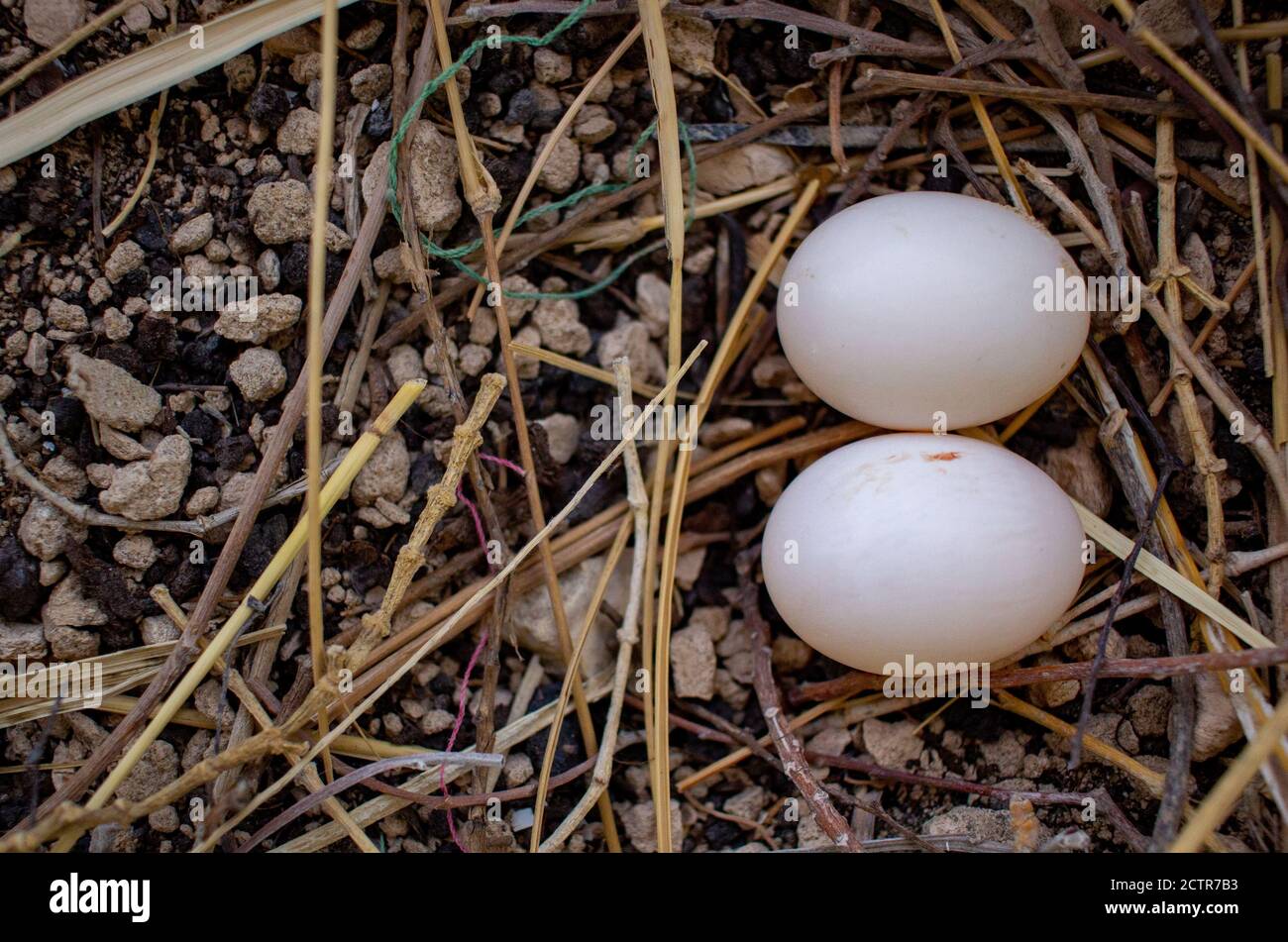 pigeons have laid eggs on a nest in a home roof in Qatar. Pigeon Eggs