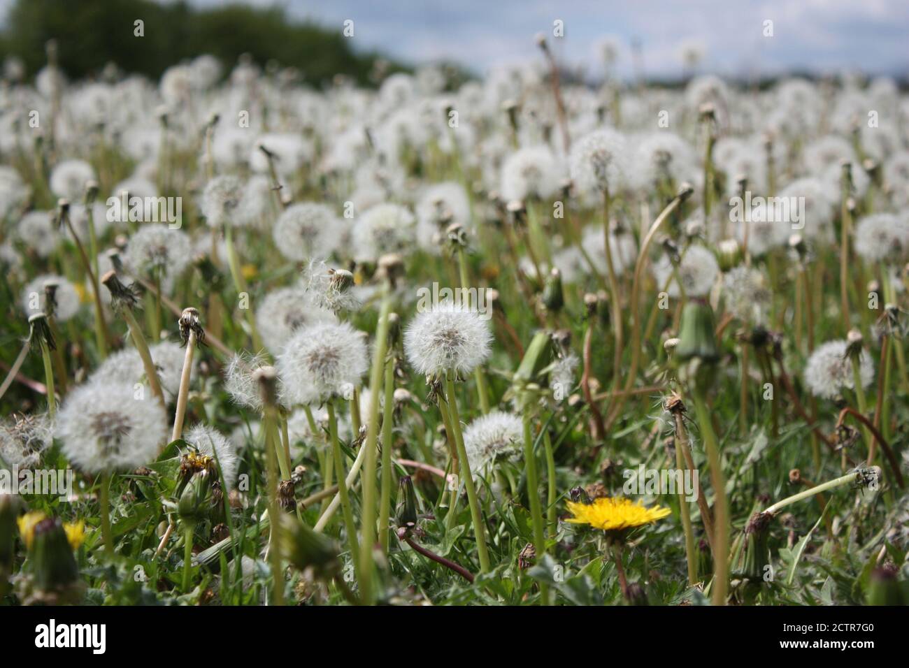 Dandelion seed and flower heads growing in a field in Essex. Stock Photo