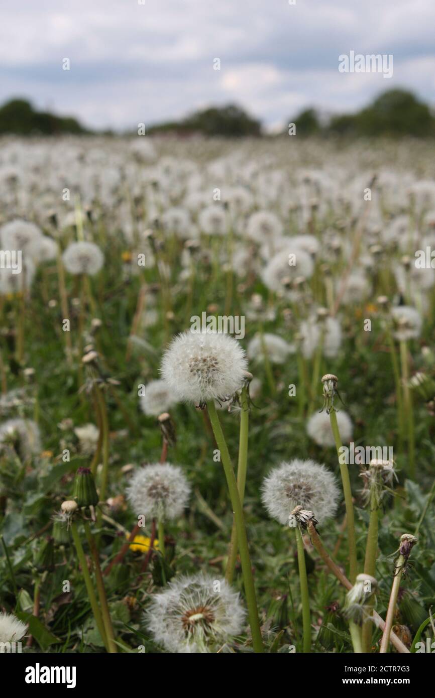 Dandelion seed and flower heads growing in a field in Essex. Stock Photo