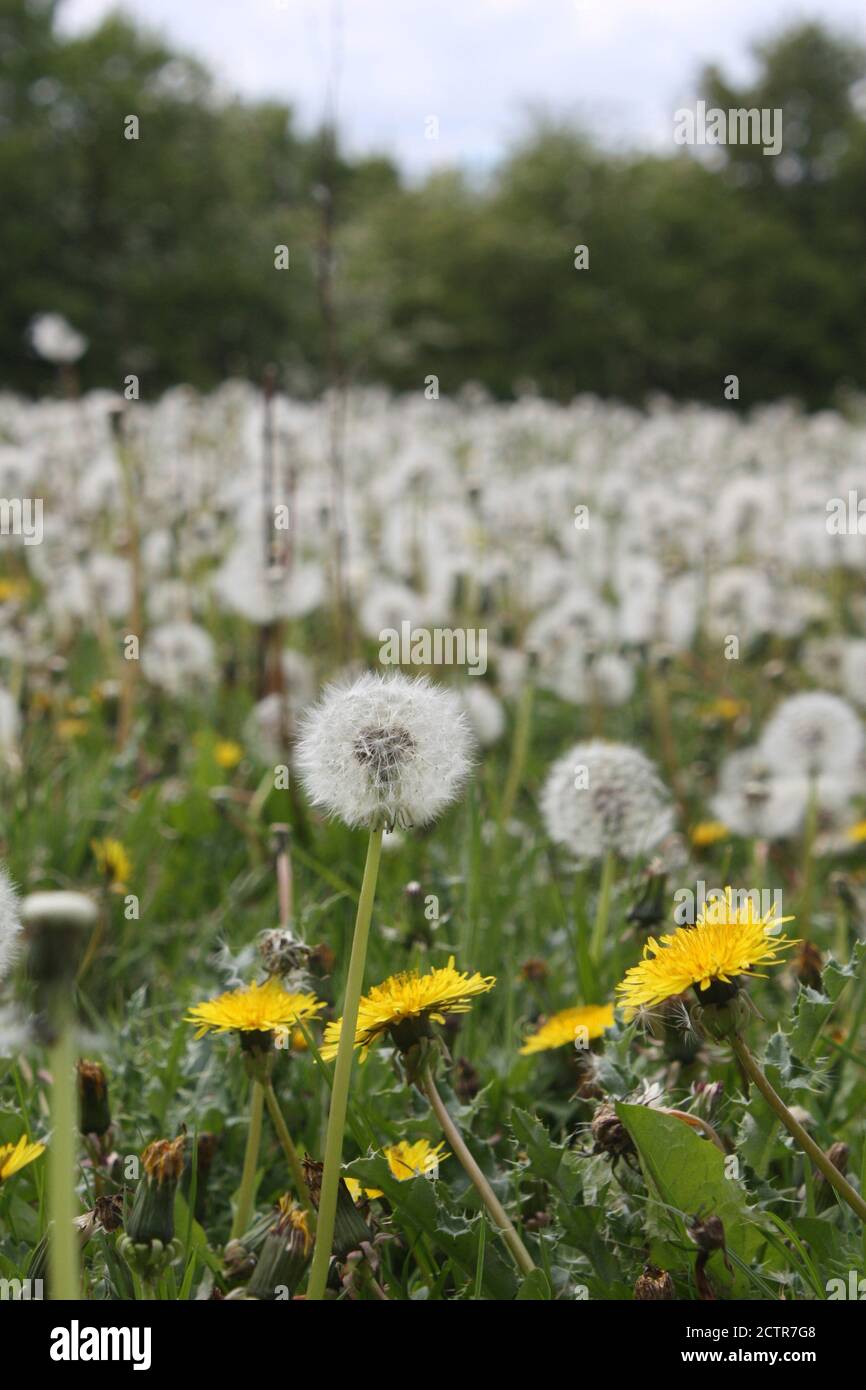 Dandelion seed and flower heads growing in a field in Essex. Stock Photo