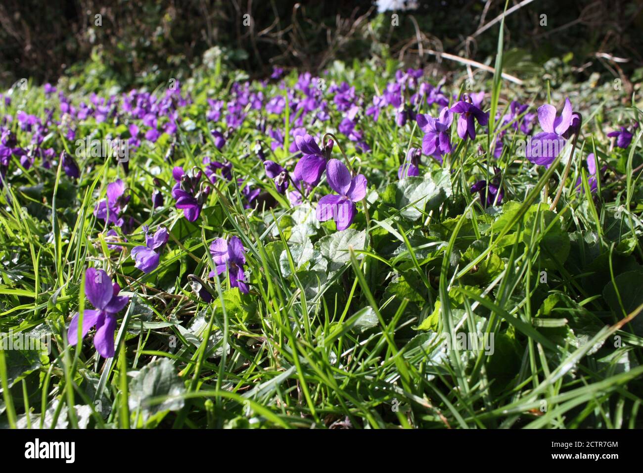 Wild violets growing in the Essex countryside Stock Photo