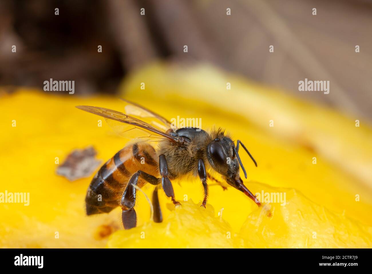 Какие пчелы превращают нектар в мед. Меллифера пчела. Пыльца медоносная пчела. Мед нектар с пчелой. Пчела добывает нектар.