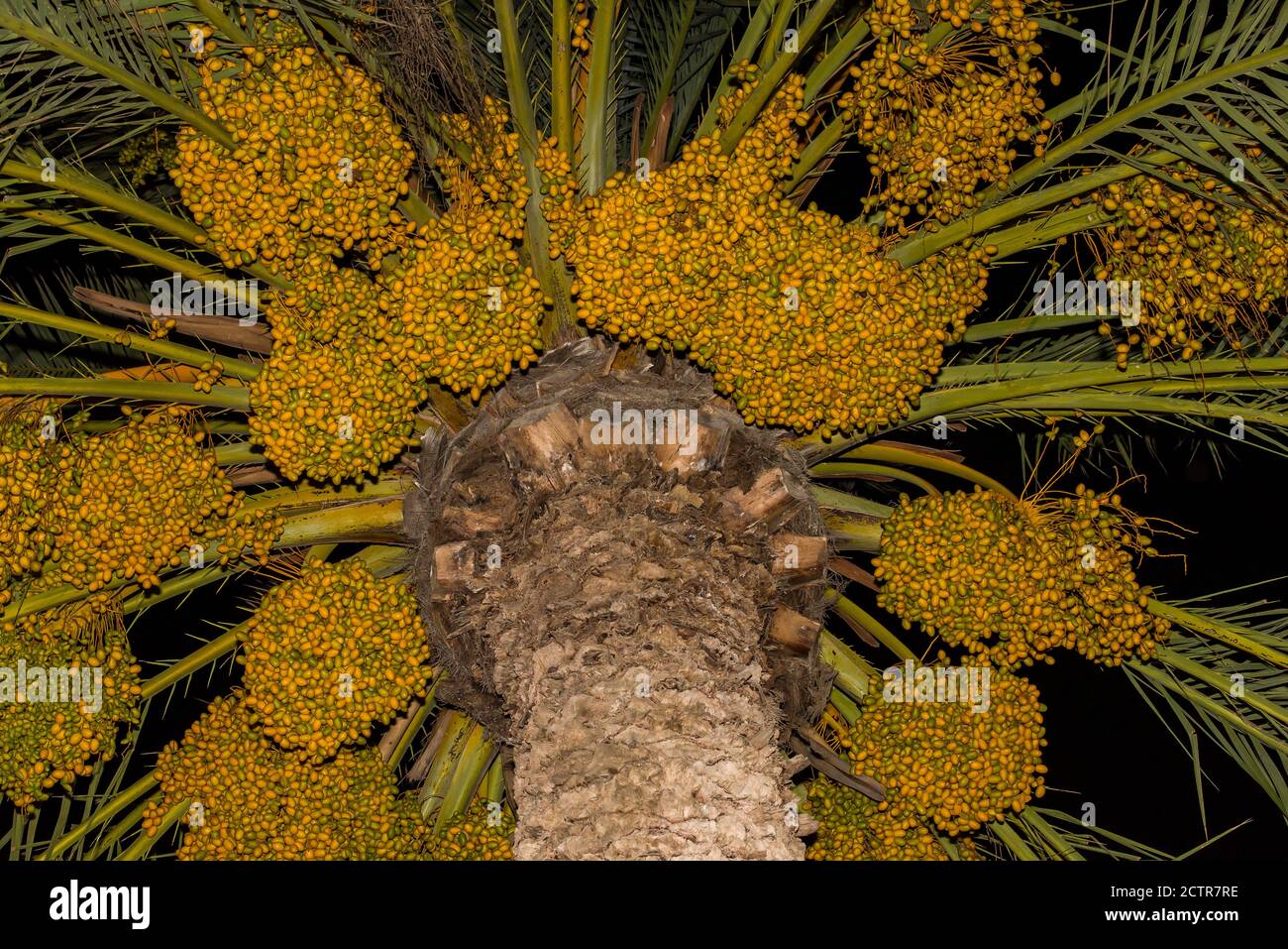 Date palm branches with ripe dates. Northern israel. Date palm dates