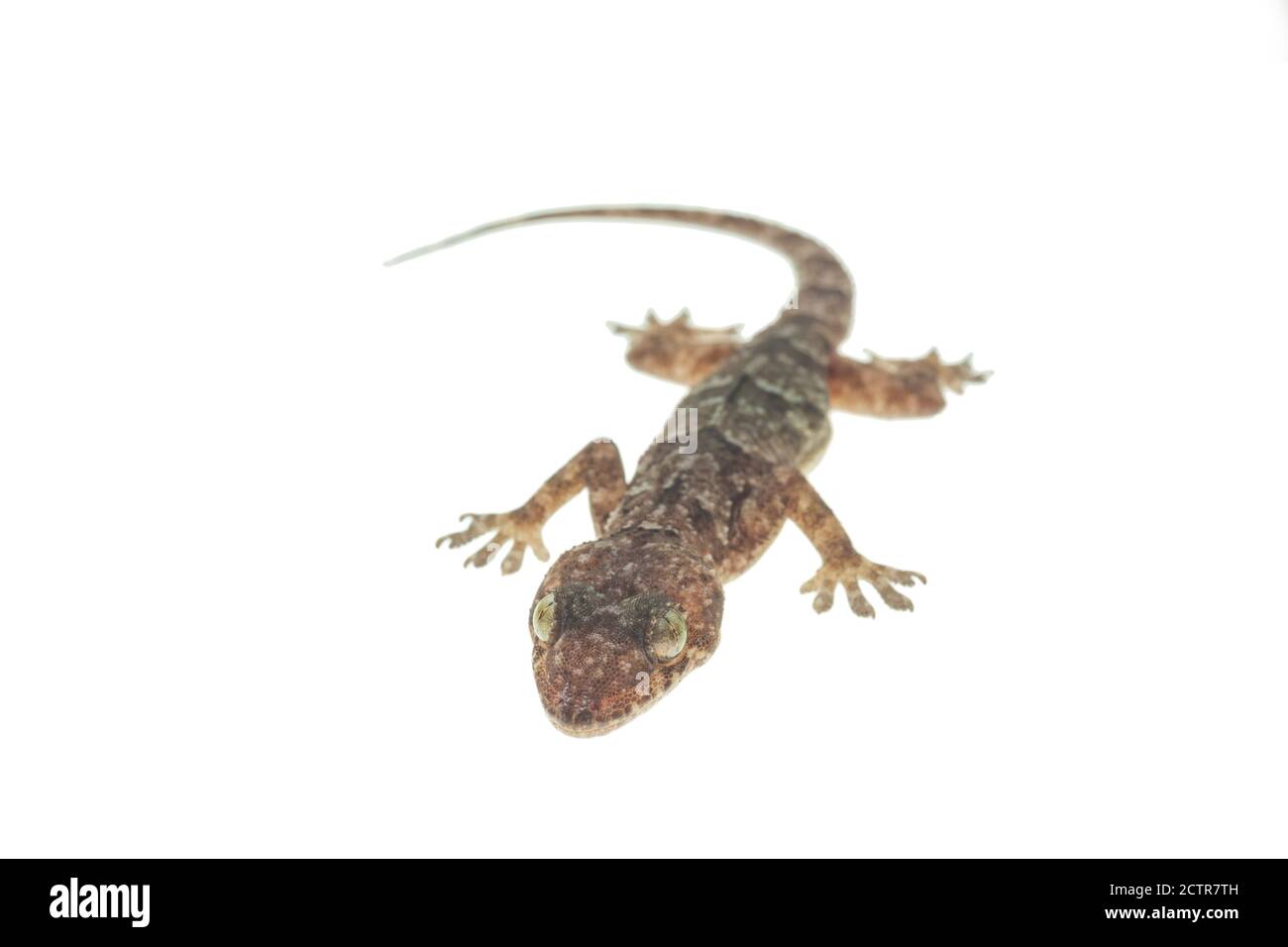 House gecko on white background Stock Photo