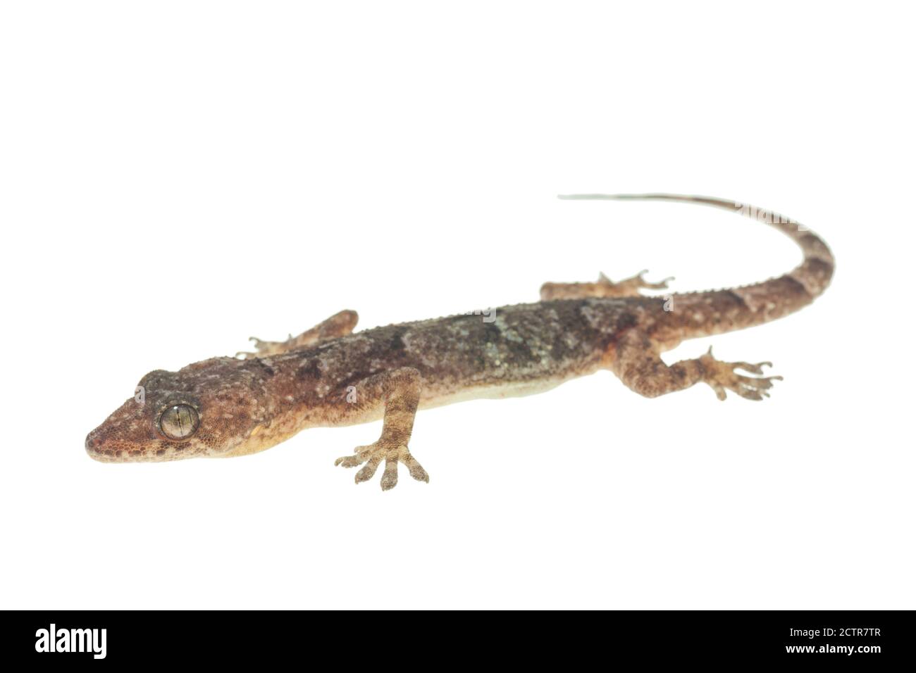 House gecko on white background Stock Photo
