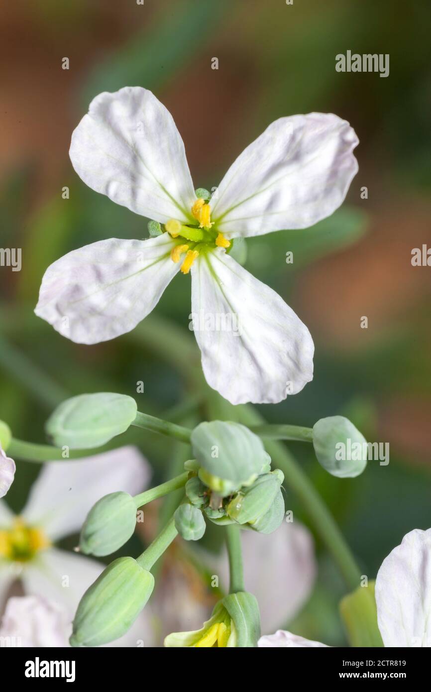 Radish flowers plant unusual Stock Photo